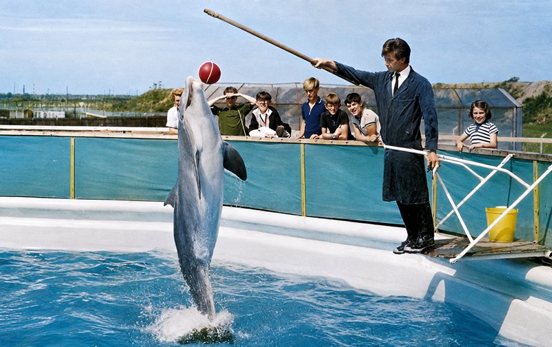 performing dolphin at Cleethorpes zoo