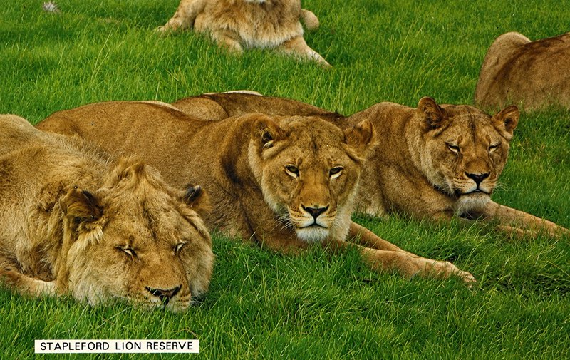 lions at stapleford house 1970s